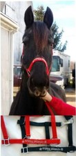 PONY COB HORSE Nylon Halter-Red/ Green Embroidered 'Merry Christmas' CLEARANCE 