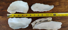 Oyster Shells for Crafting Lot of 15 Favors Gifts Projects