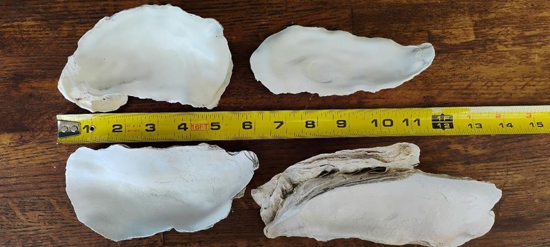 Oyster Shells for Crafting Lot of 15 Favors Gifts Projects