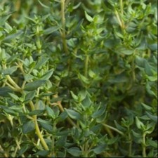 500 Thyme Seeds  Heirloom Non-GMO Free Shipping Herb Seeds 39