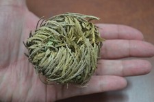 JERICHO RESURRECTION FLOWER DRIED HERB PLANT