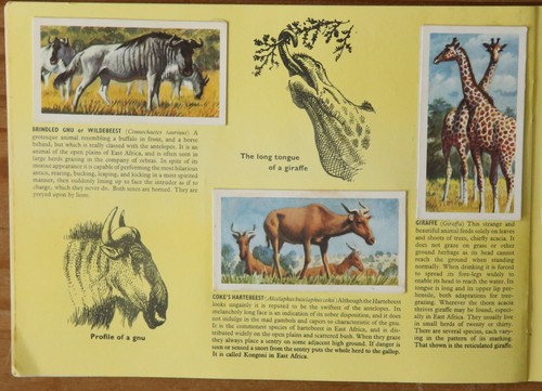 Tarjetas con fotos de Brooke Bond - vida silvestre africana - conjunto de piezas (35 tarjetas) en álbum - Imagen 10 de 18