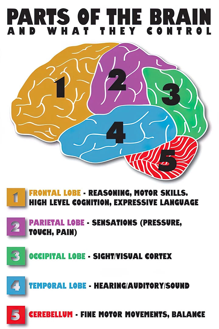 Parts Of The Brain Anatomy Medical Wall Art Home Decor - POSTER 20"x30"
Opens in a new window or tab