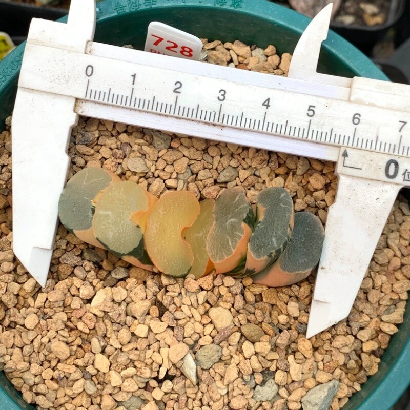 Picture 5 of 18