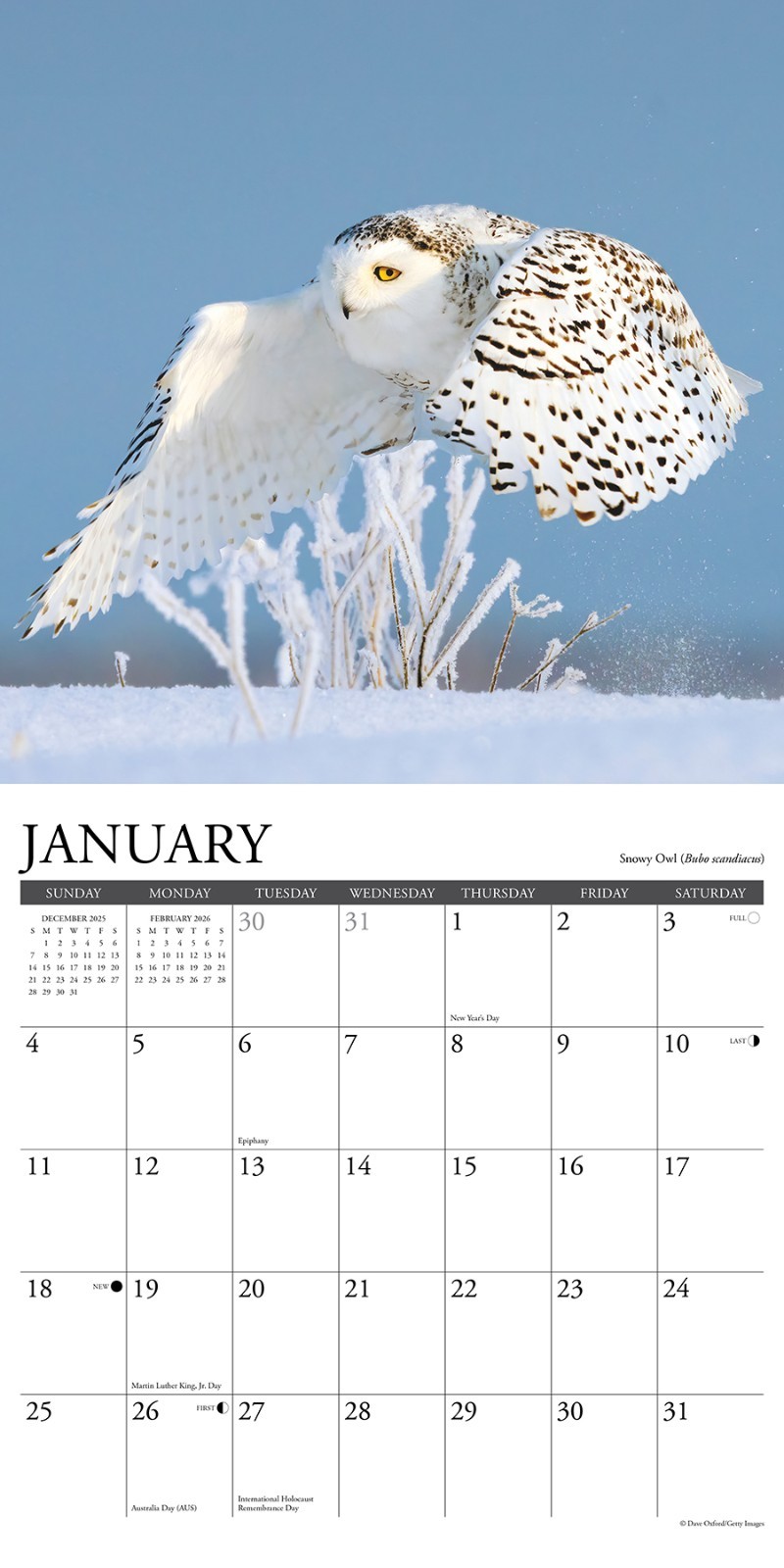 Owls 2026 12" x 12" Wall Calendar (free shipping)