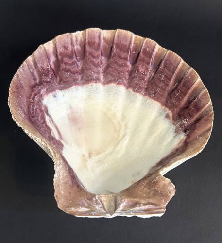 Beautiful~Large~6"~6 Inch~Lion's Paw Shell~Scallop Shell~Natural Seashell~Purple