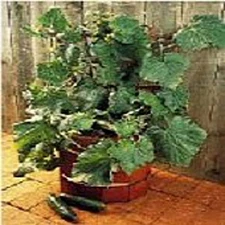 Salad Bush Cucumbers Seeds (25+ Seeds)(More Heirloom, Organic, Non GMO, Vegetabl