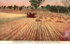 VINTAGE POSTCARD  VICTORIAN WHEAT CROP VICTORIAN  GARDEN STATE GOV         1900s