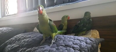 cockatiel pair for sale