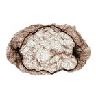 Foto 8 di 8