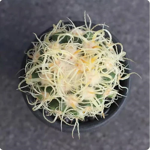 Cereus Pitajaya DC. Cactus Succulent Plant Garden beautiful Living Plant 4-7cm - Bild 2 von 7