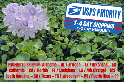 #ad #ad 20 Water Hyacinth Pond Plant Floating Live READ DESCRIPTION $58.00