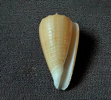 Conus bocki 36.5 mm F+++  Beautiful  "small size collection   WOW!!!