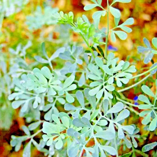 RUE 300+ SEEDS INSECT PEST REPELLENT SPRING HEIRLOOM HERBS FLEA MEDICINAL USA - Picture 1 of 4