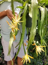 Epiphyllum Fruhlingsgold Orchid Cactus Succulent -B