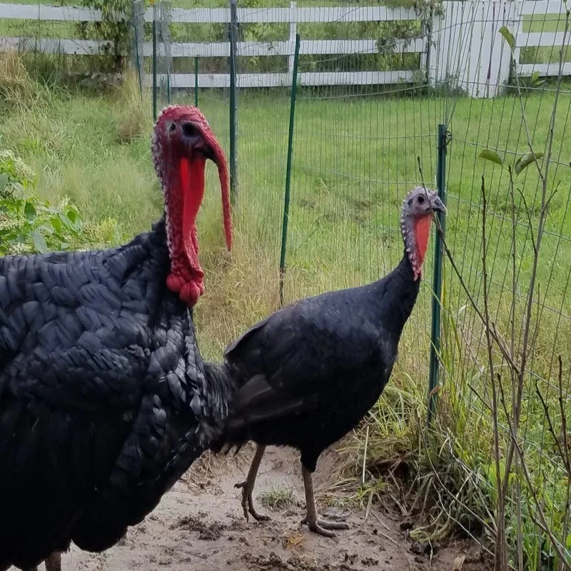BLACK NORFOLK TURKEY 3+1 Beautiful Large Black Turkey Hatching Eggs