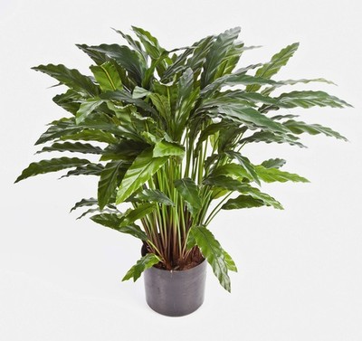 artplants Kunstpflanze Calathea BAHATI, 80 Blätter, grün, 85cm