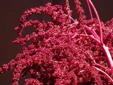 Amaranth Hopi Red Dye 300 Seeds Native Amaranthus cruentus Organic