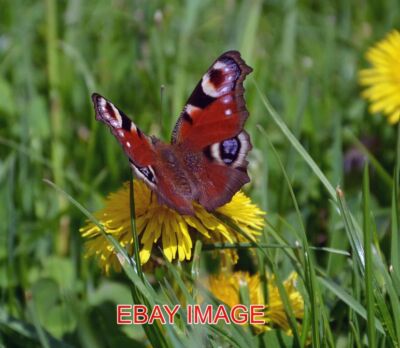 FOTO PFAU SCHMETTERLING GESEHEN IN COLWICK WOOD; EINER DER ERSTEN, DIE ICH ENTDECKT HABE