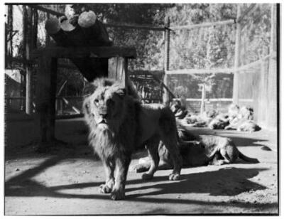 Male Lion Staring Into The Foreground While Others Laze Around Be - Old Photo