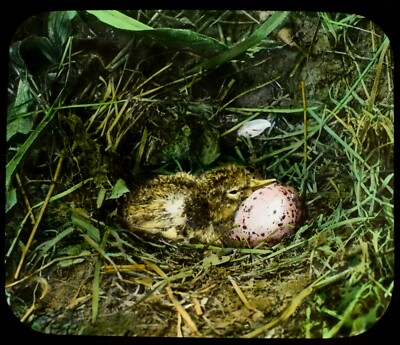ANTIQUE Magic Lantern Slide COMMON SANDPIPER CHICK C1910 PHOTO BIRDS