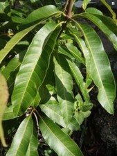 25 FRESH Organic MANGO Leaves for tea cooking  Alternative Natural medicine