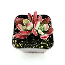 Echeveria 'Devotion' Succulent Plant