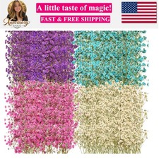 200 Pcs Dried Baby's Breath Flowers Preserved Baby's Breath Pressed Gypsophil...