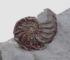 Ammonit, Pleuroceras cf. solare, Jura, Pliensbach, Buttenheim, Deutschland-m9972