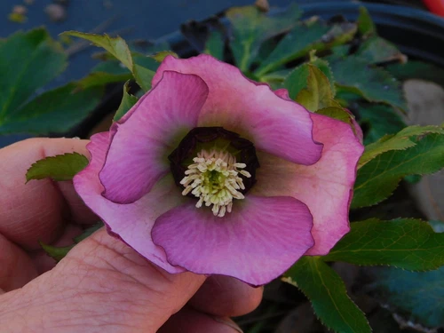 Hellebore Plants - Paris in Pink