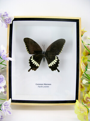 Common Mormon - Real Butterfly, 3D Display Case - Museum Quality