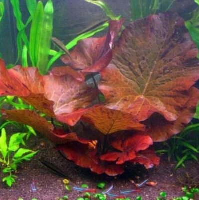 BUY 2 GET 1 FREE Tiger Lotus Nymphaea Zenkeri Red Easy Live Aquarium Plants ✅
