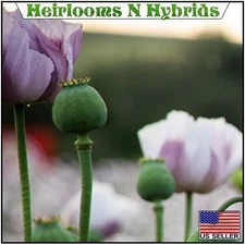 20,000 Tasmanian Poppy Seeds P Somniferum For Planting White w Purple Centers