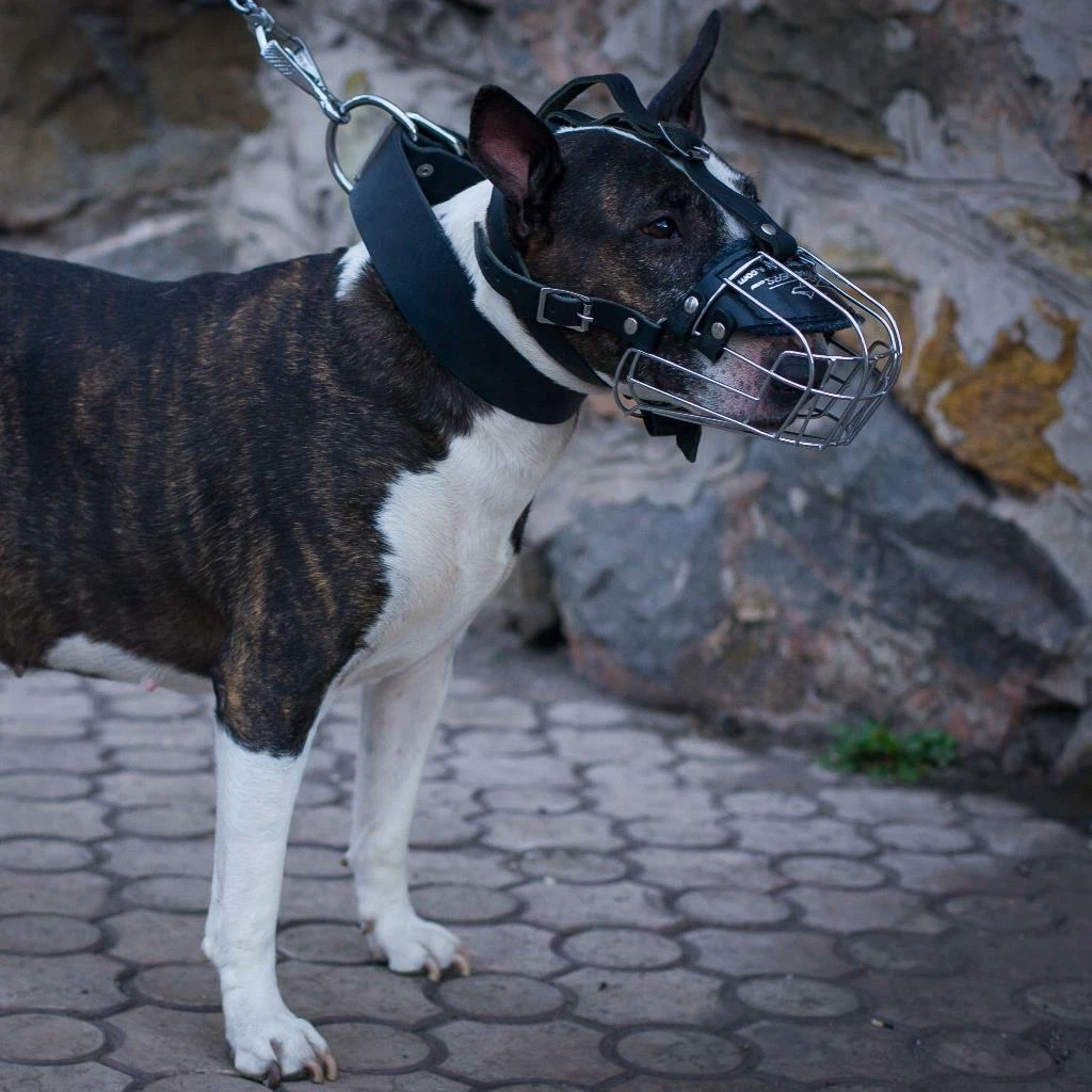 Bull terrier sales muzzle australia