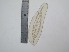 vtg 1960s 70s Tattoo Flash acetate stencil Animals Feather AN2