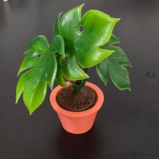 1:12 Scale Dolls House Miniature – Realistic Indoor/Outdoor Plant with Pot