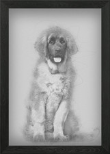Leonberger puppy 4 months Framed Wall Art Poster Canvas Print Picture