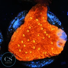 CS SUNBURST MONTI - WYSIWYG LIVE CORAL