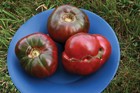 Cherokee Purple Tomato Seeds: Heirloom, Non GMO, Various Sizes Available