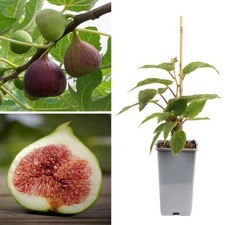 Large Fig Tree 'Brown Turkey' In a 2L Pot, Ready to Fruit, Sweet Taste
