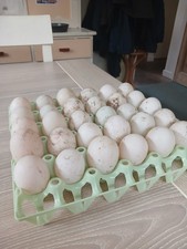 Free Range Duck Eggs for eating - Half dozen, Mixed - 3 dozen max. per order