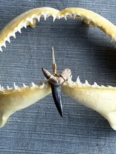 SHARK TOOTH PENDANT..fossilized 1. 1/8 inch Sand Tiger from Venice Florida.