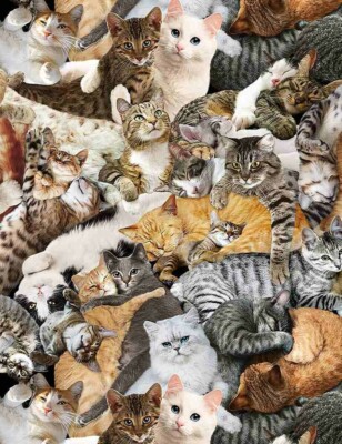 Fat Quarter realistische Katzen & Kätzchen Kuscheln Allover 100 % Baumwolle Steppstoff