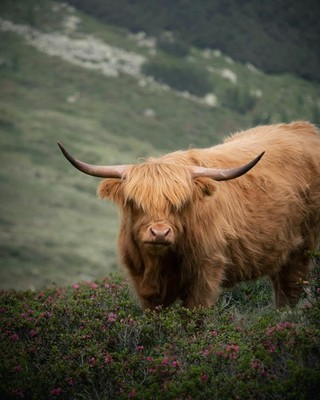 Highland Cow Grazing in Kühtai, Tirol 8''x10'' Photograph Print 8x10