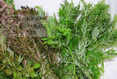 global plant Epipremnum aureum 'Japanese Global' *Grower's Choice*