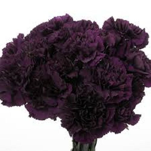 30+ Fragrant Carnation King of Blacks Perennial Flower Seeds eBay