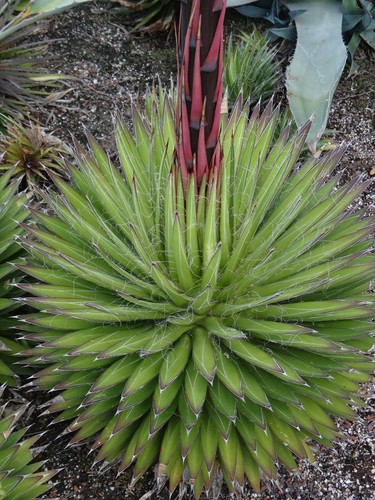 Landscape Agaves - hardy, modest sized agaves. Very sculptural - Picture 9 of 12