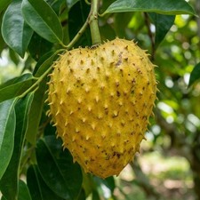 Golden Soursop 500  Seedss Annona muricata For Planting