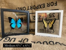 Double Glass Shadow Box Frame Black 6X6 Insect + Butterfly Float Frame, 3D Print