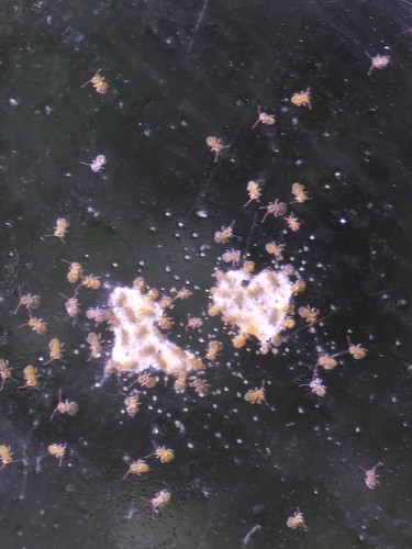 50+ Rare Semi-Aquatic Orange Springtails, Podura Colony With Live Aquatic Plants
